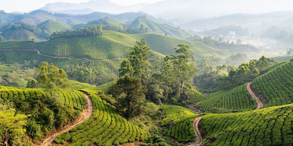 Paths winding through the tea-covered hills of Munnar